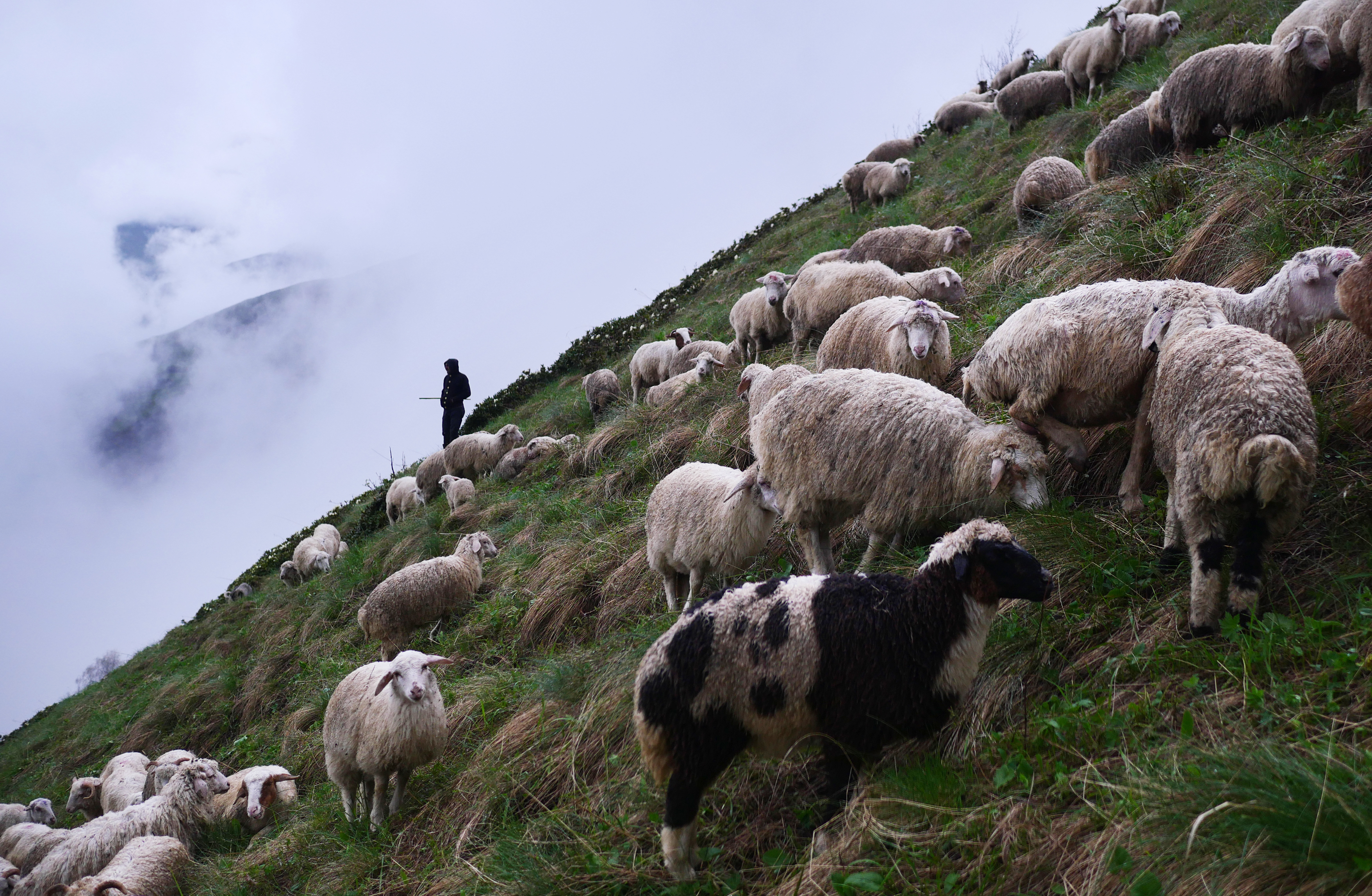 The Shepherds' Return