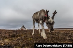 Детеныш оленя на пастбище, Ямало-Ненецкий автономный округ