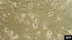Стволовые клетки, видимые через микроскоп. Иллюстративное фото. 