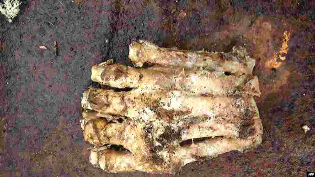 This handout photo provided by the police department in Lakeville, Massachussetts shows the remains of what appears to be a foot. The decomposed remains have not yet been positively identified as human, even though it appears to have five toes. The remains have Bigfoot theorists abuzz with excitement. (AFP)