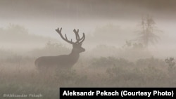 Алень у Белавескай пушчы. Фота – Аляксандар Пекач