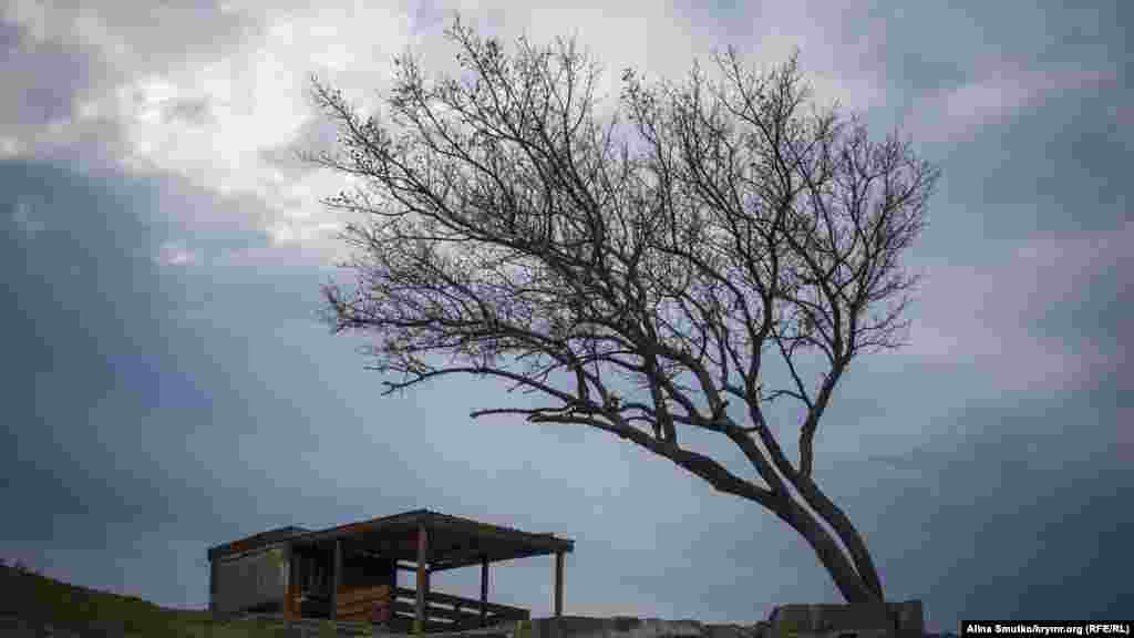 Вітер хилить дерево в Судаку, 3 грудня 2016 року