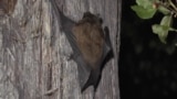 Batty In Belarus - Researching Europe's Biggest Bat video grab 2