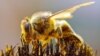 Причиной массовой гибели пчел могут быть мобильные телефоны