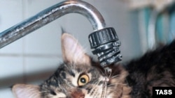 Кот "неправильную" воду пить не станет.