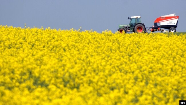 Како Белорусија и продаваше масло од репка на ЕУ, со суровини од окупираната Украина?
