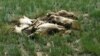 Неучтённые погибшие сайгаки в Торгайской степи