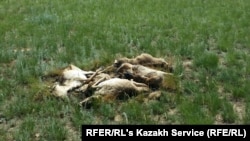 Незахороненные туши мертвых сайгаков недалеко от аула Кабырга Костанайской области. 8 июня 2015 года.