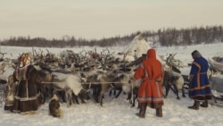 Оленеводы Ямала, архивное фото