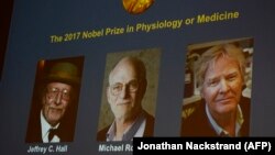 Лауреаты Нобелевской премии по медицине 2017 года (слева направо) Джеффри Холл, Майкл Росбаш, Майкл Янг.
