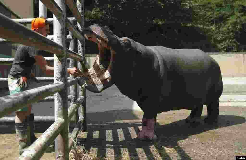 Tbilisdə daşqınlar zamanı zooparkdan qaçmış begemot xüsusi yerdə mühafizə olunur. Fotodan görünür ki, heyvan baxıcısı heyvana yemək verir