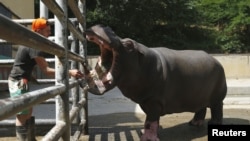 В результате наводнения в Тбилиси был затоплен зоопарк – сбежавший бегемот