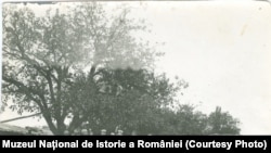 Amintiri din timpul războiului, Frunzeasca, 1917. Sursa: Expoziția Marele Război, 1914-1918, Muzeul Național de Istorie a României
