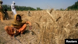 ملل متحد: محصولات زراعتی ۲۴ درصد درآمد ناخالص داخلی پاکستان را تشکیل می‎دهد و ۹۵ درصد زراعت این کشور به مجراهای آب رود سند وابسته می‎باشد.