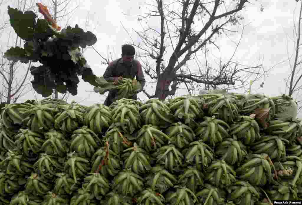 A farm worker stacks cauliflower outside Peshawar, Pakistan. (Reuters/Fayaz Aziz)