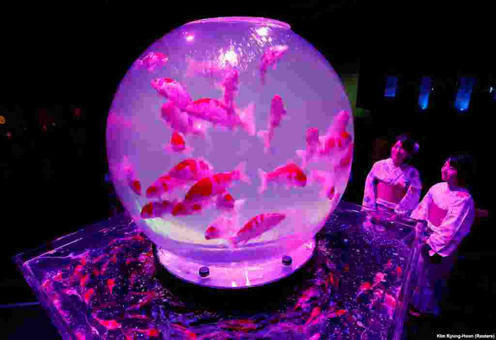 Жанчыны ў традыцыйных строях разглядаюць інсталяцыі з залатымі рыбкамі на Мастацкім акварыюме-2018 ў Токіё. (Reuters/Kim Kyung-Hoon)