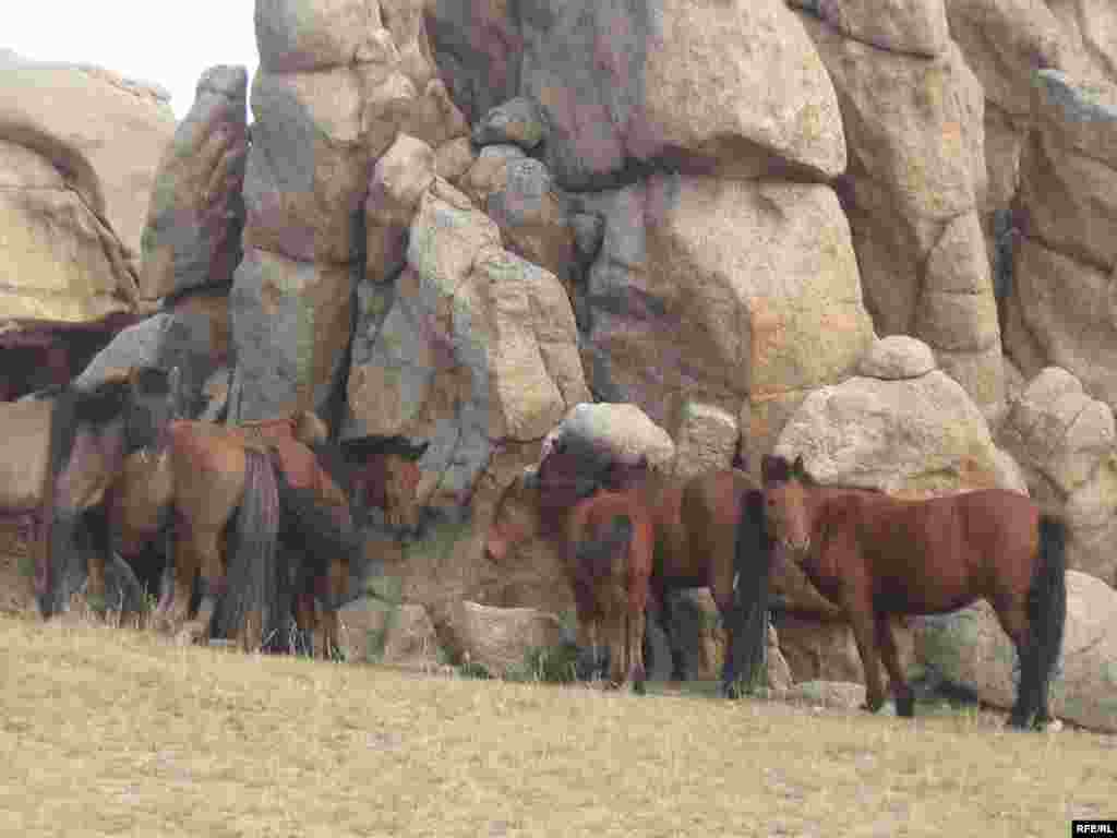 A herd of horses grazing outside the village of Tsonjin Boldog. - Native Mongolian horses are prized for their strong, short legs and long manes and tails. The image of the horse is highly respected and central to Mongolian culture. The vast majority of Mongolia's horses are allowed to roam free, either wild or as the property of nomadic herders. Such a lifestyle makes them vulnerable to theft. 