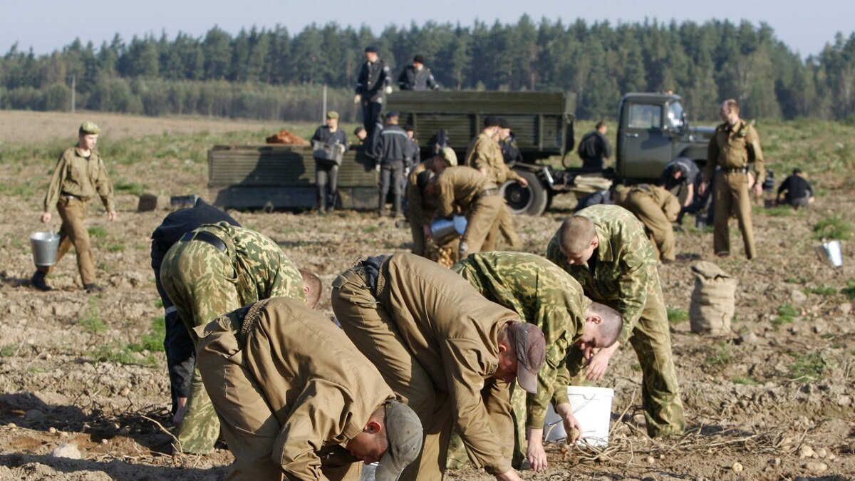 Контракт или призыв: за какую армию выступают россияне?