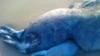 На берегу Каспия найдены мертвые тюлени