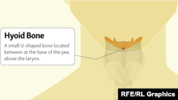 Розташування під’язикової кістки