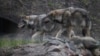 Poland -- Young grey wolves (Canis lupus) are seen in their new enclosure in the Akcent Mini Zoo in Bialystok, Poland, 13 November 2013.