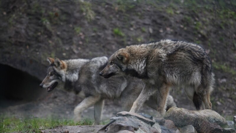 Волки покусали пятерых человек в Цхалтубском муниципалитете Грузии