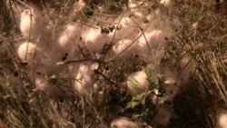 Diňle: Türkmen ýüpekçiligindäki mejbury zähmet saklanyp galýar