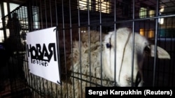 Одна из овец, привезенных в клетках к зданию редакции "Новой газеты"
