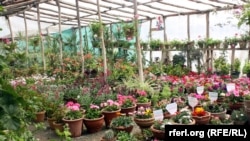 یکی از گلخانه های شهر کابل که اواع مختلف گل و نهال های مثمر در آن به فروش می رسد