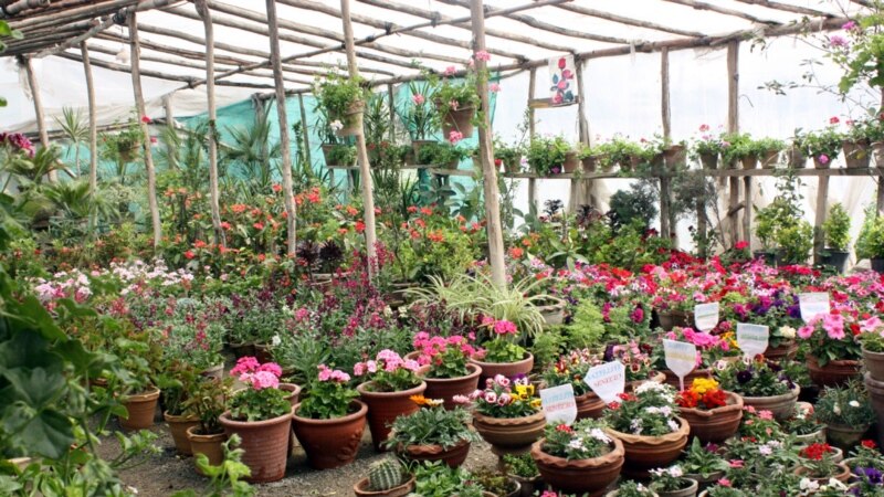بازار فروش گل و نهال های مثمر در کابل از رونق افتاده است