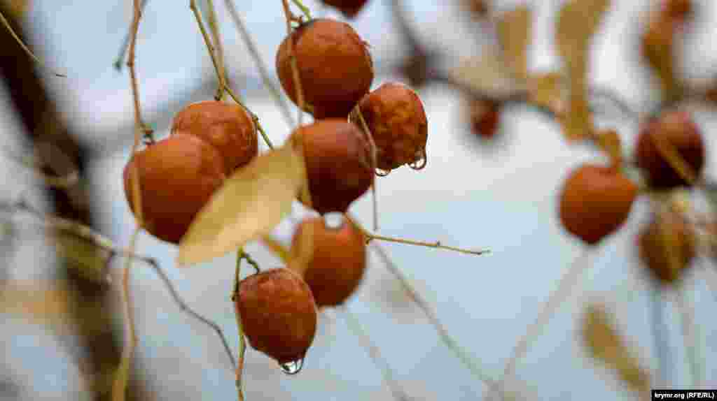 Плоды зизифуса на частном подворье после зимнего дождя