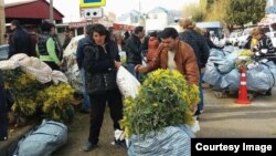 Немало жителей Абхазии пополняют свой семейный бюджет вывозом дикорастущей мимозы в Российскую Федерацию