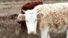 Крупный рогатый скот в подсобном хозяйстве в Западно-Казахстанской области.
