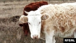 Крупный рогатый скот в подсобном хозяйстве в селе Узынколь Западно-Казахстанской области.