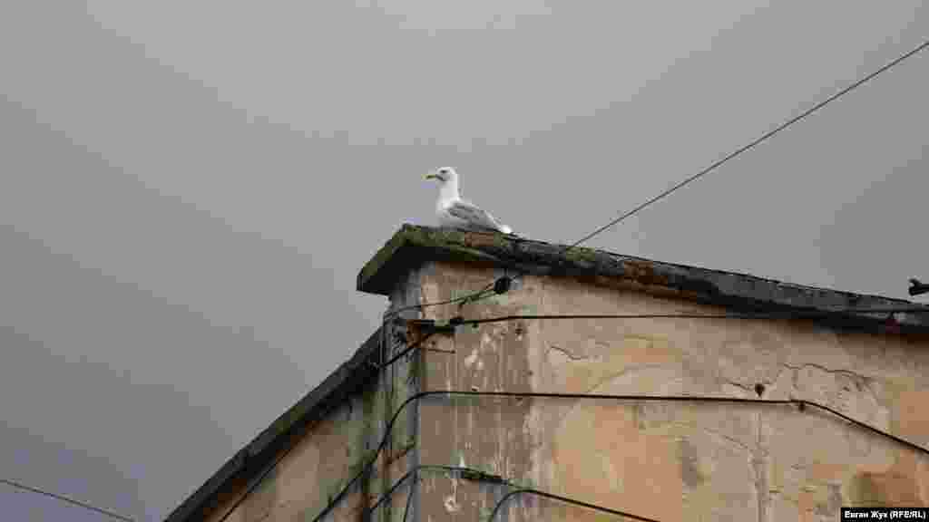 Чайка нахохлившись сидит на крыше