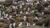 Мусульмани в час хаджу йдуть на гору Арафат
