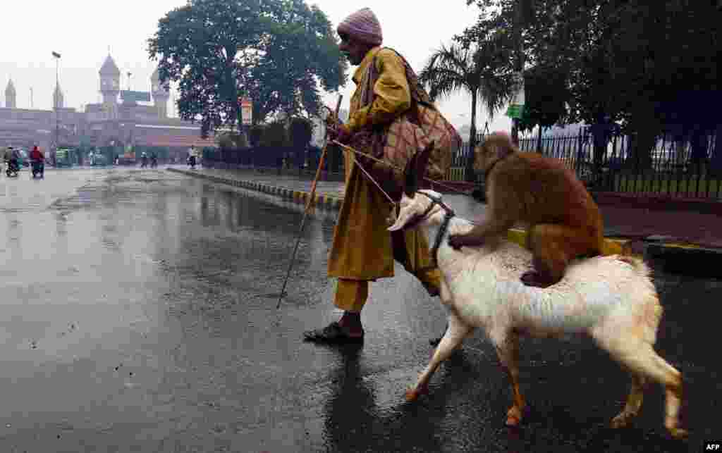 A street performer walks with his trained monkey and goat during a heavy rain in Lahore, Pakistan. (AFP/Arif Ali)