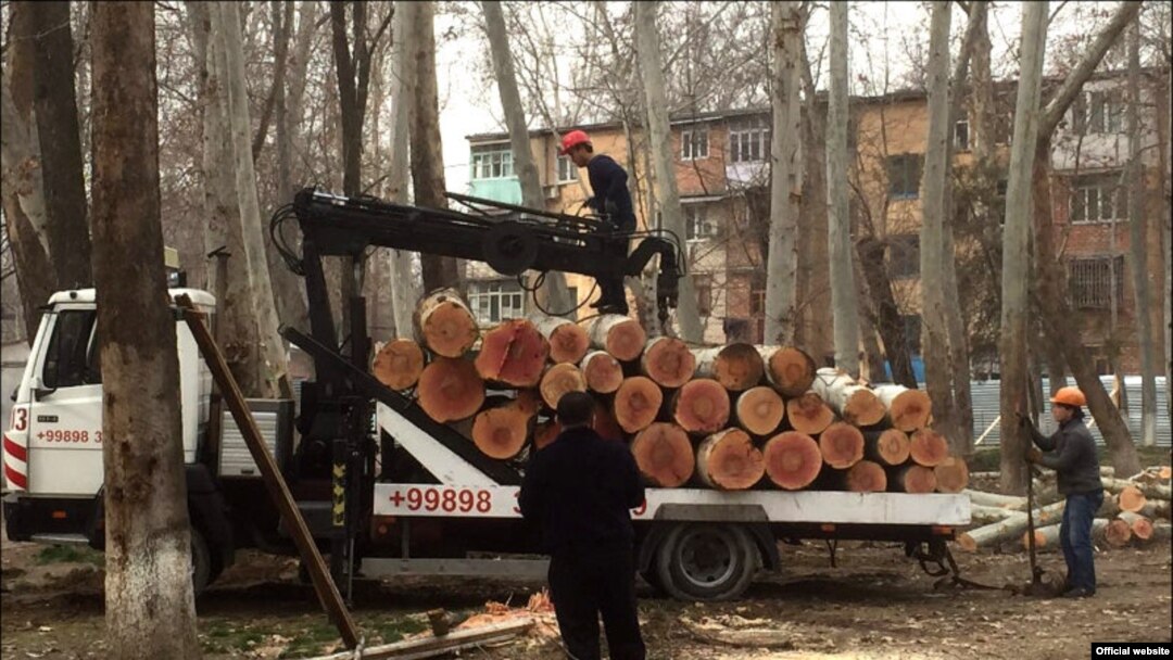 Тошкентда чинор кесилиши