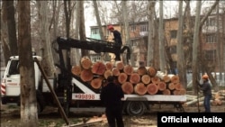 Вместо разрешенных 11 чинар в Чиланзаре вырубили десятки многолетних деревьев.