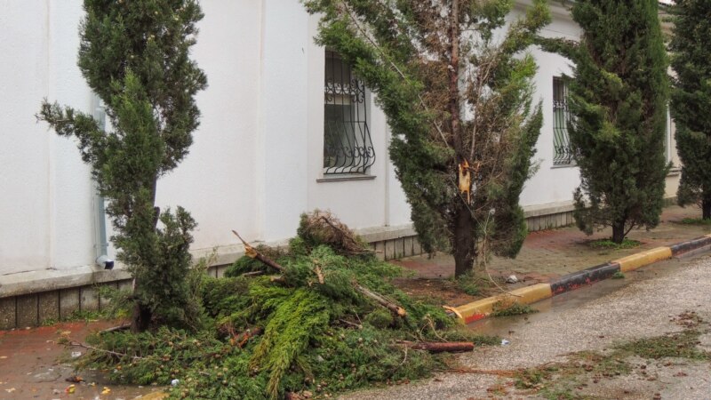 В Керчи проводят проверку в связи с падением дерева на женщину с коляской – Следком