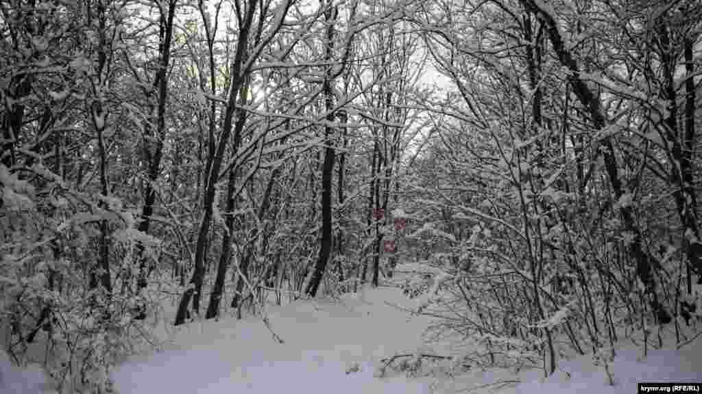 Лес обильно засыпало снегом, из-за чего между ветвей деревьев трудно разглядеть небо