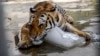 Un tigru răcorindu-se cum știe mai bine la grădina zoologică din Karachi, Pakistan. (Arhivă) 