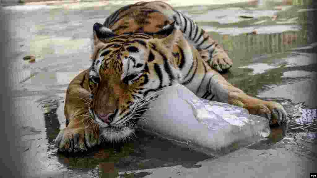 A tiger cools off to beat the heat by embracing a large lump of ice at the zoo in Karachi, Pakistan. (epa/Shahzaib Akber)