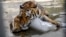 Un tigru răcorindu-se cum știe mai bine la grădina zoologică din Karachi, Pakistan. (Arhivă) 