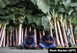 Банановая плантация в Индии