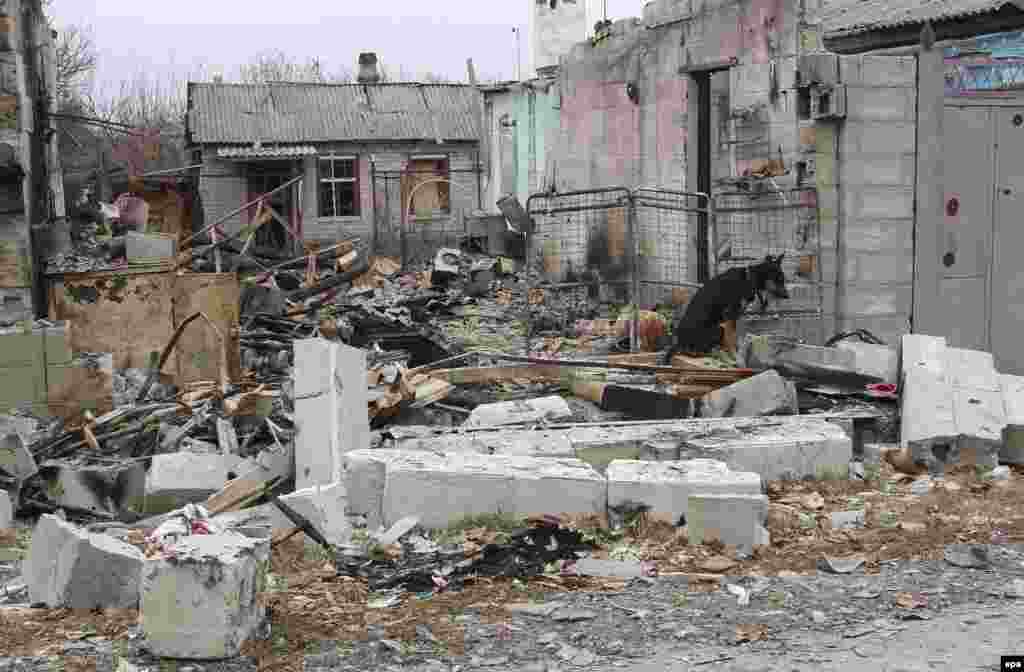 Сабакі сярод разбураных будынкаў Данецку ў лістападзе 2014