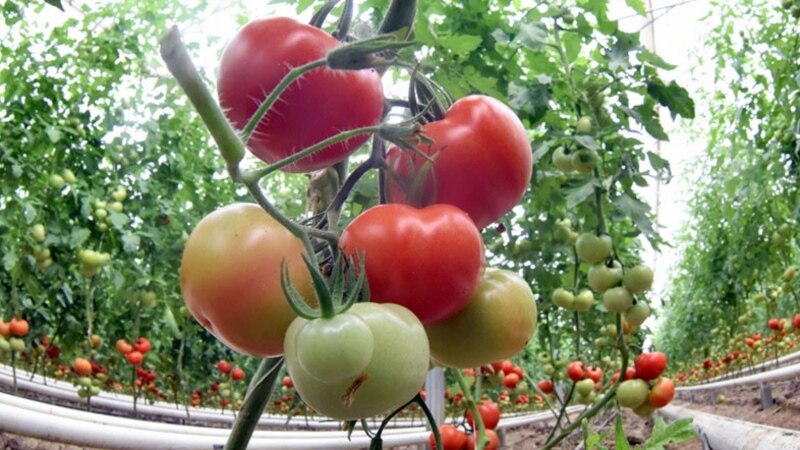 Gyrgyz gümrükçileri Türkmenistandan gaçak getirilen pomidoryň üstüni açdylar