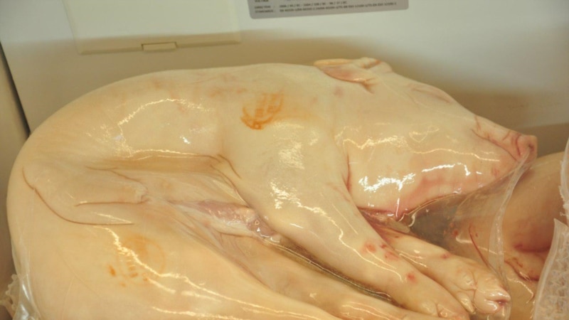 В Татарстане обнаружили вирус африканской чумы свиней 