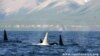 White Killer Whale Captivates Scientists Off Russian Coast