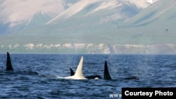 One of the photos taken by the researchers who first sighted the white orca, or killer whale, with fellow members of a pod off Kamchatka (FEROP photo by E.Lazareva)